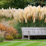 Jak se obiloviny používají v krajině zahradní design - nápady